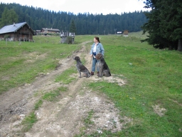 Schirla