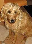 Britta