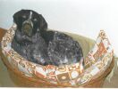 Erko's Hundekorb Dez. 1998