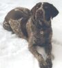 Erko im Schnee