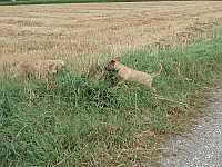 Gerda und Caty