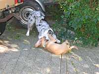 Gerda und Cleo