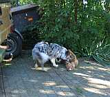 Gerda und Cleo