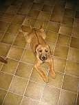 Gerda