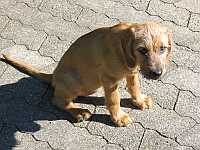 Gerda
