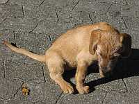 Gerda