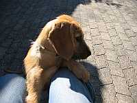 Gerda