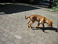 Gerda