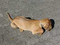 Gerda