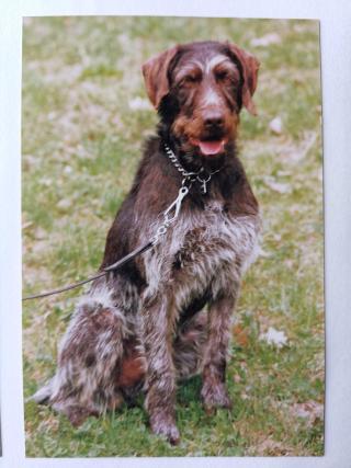 Sascha