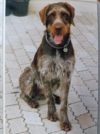 Sascha