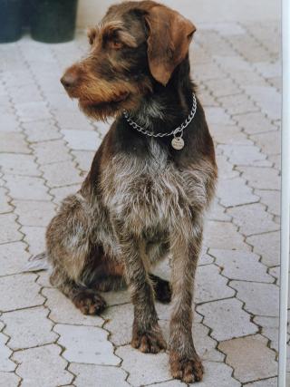 Sascha