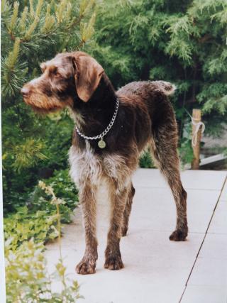 1992 Sascha