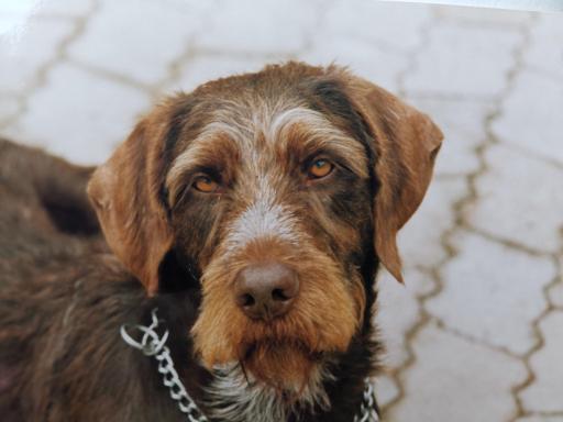 Sascha