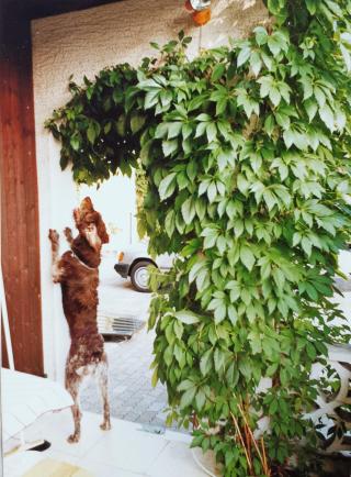 Sascha