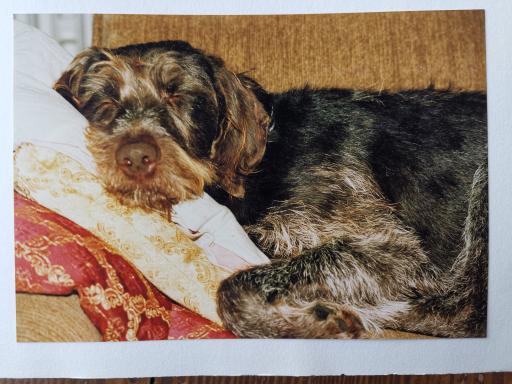 1991 Sascha