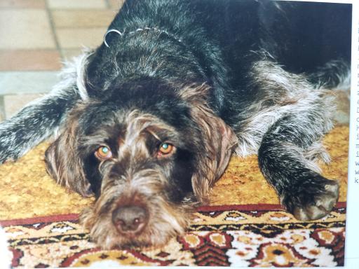 1992 Sascha