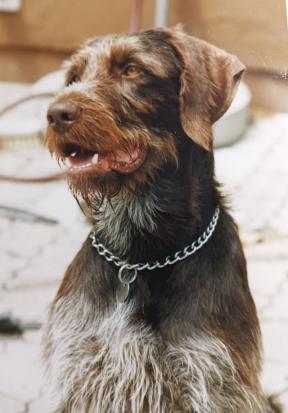 1992 Sascha