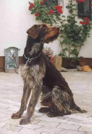 Sascha