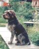 Sascha