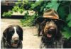 Hunde