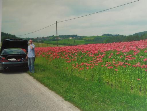 Mohn