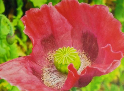 Mohn