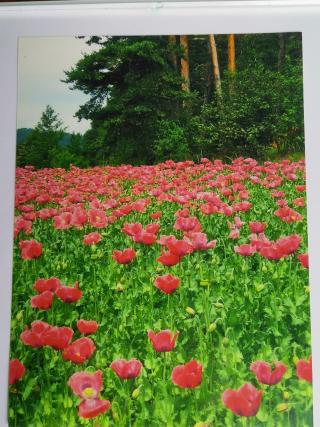 Mohn
