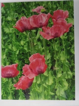 Mohn