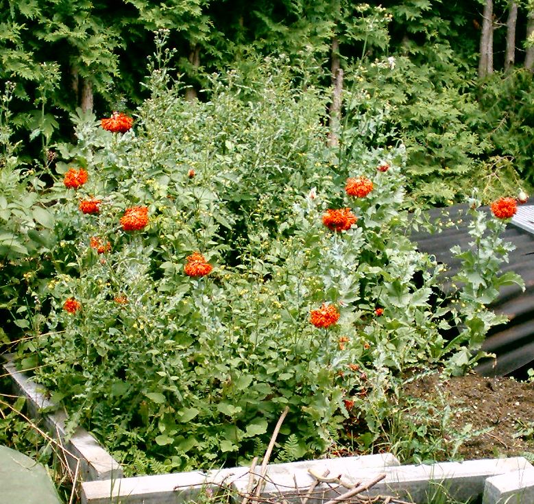 2003