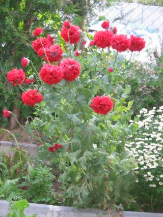 garten 2005