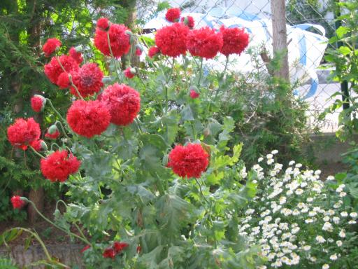 garten 2005