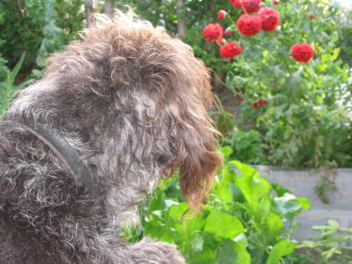 garten 2005