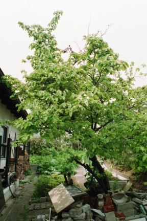 Juni 2006