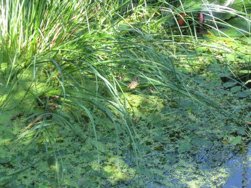 Garten Juli 2015