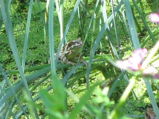 Garten Juli 2015