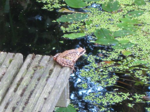 Garten Juli 2015