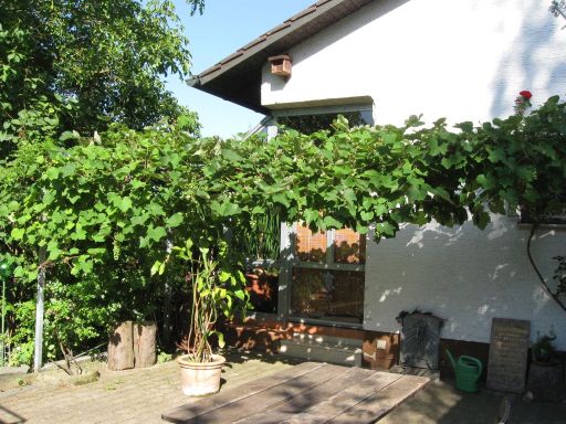 Garten Juli 2015