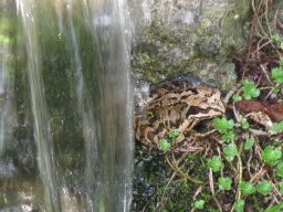  Frosch am Wasserfall