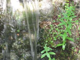  Frosch am Wasserfall