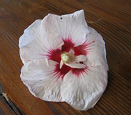 Hibiskus