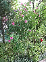 Hibiskus