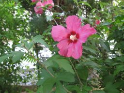 Hibiskus