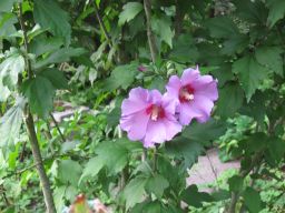 Hibiskus