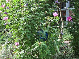 Hibiskus