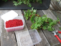 Johannisbeeren 5.07.2017