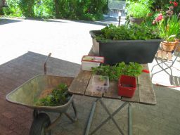Garten Juli 2017