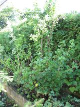 Garten Juli 2017