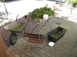 Garten Juli 2017