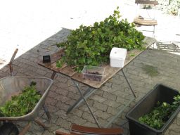 Garten Juli 2017